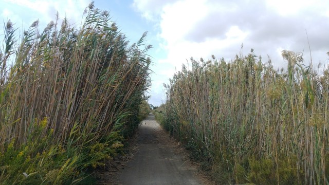 Santa Pola - Guardamar en bici