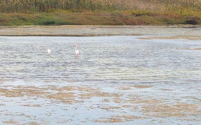 Flamencos en la laguna de La Mata - Guardamar - Torrevieja en bici