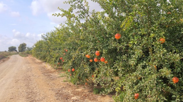 Santa Pola - Guardamar en bici