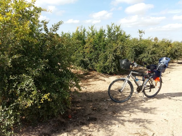 Ruta en bici Elche - Santa Pola