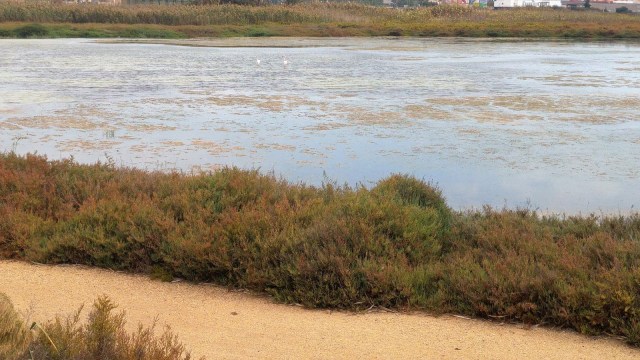 Santa Pola - Guardamar en bici