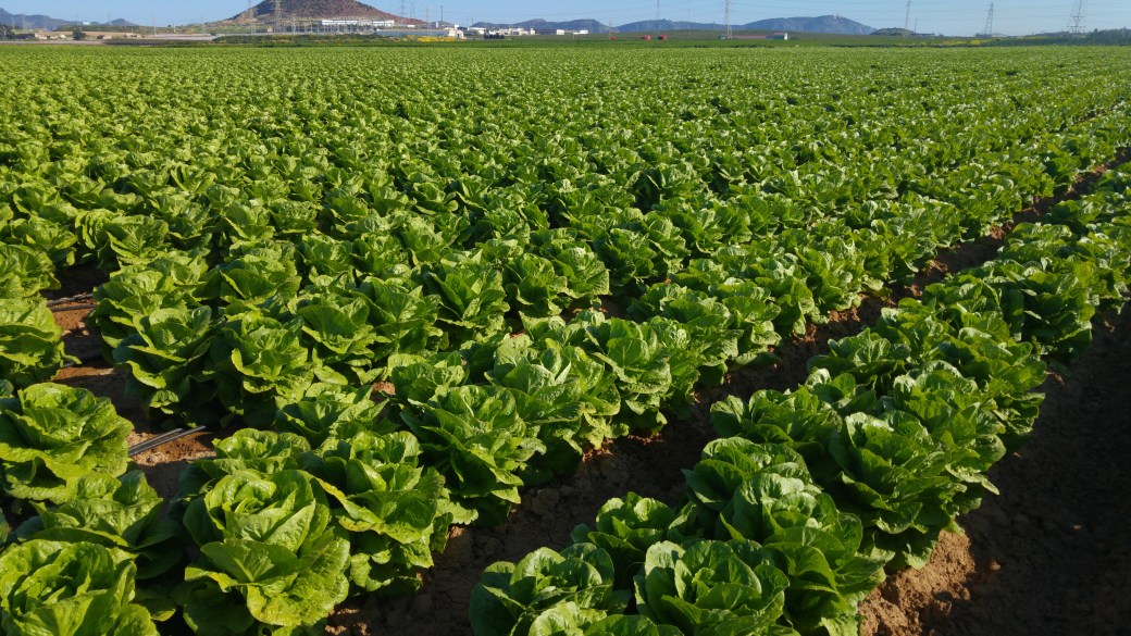 Campo de Cartagena.jpg